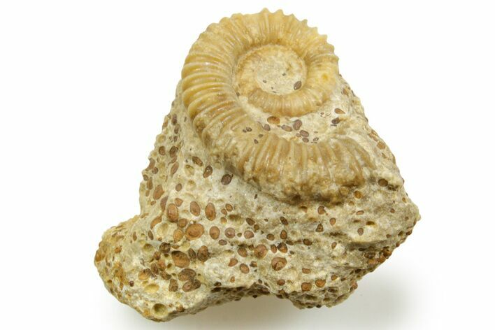 Jurassic Ammonite (Spiroceras) Fossil - Évrecy, France #367801